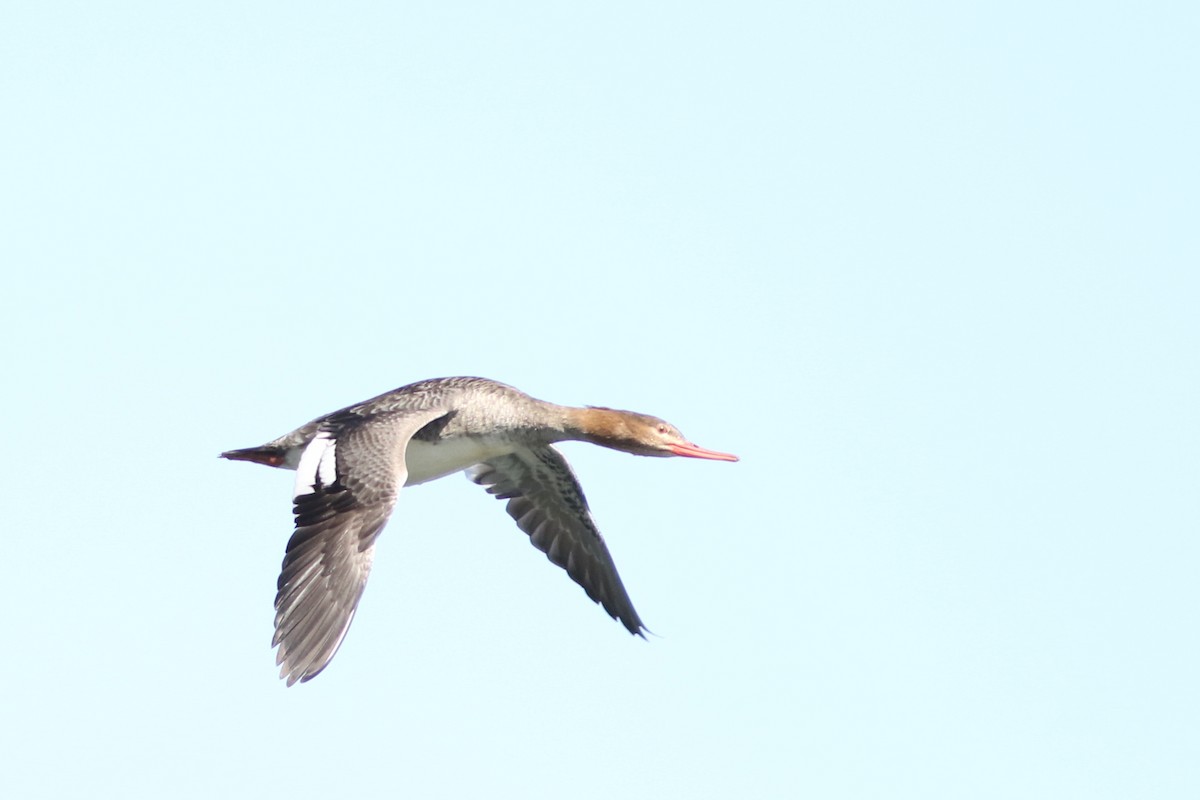 Хумхин бохио - ML631447866