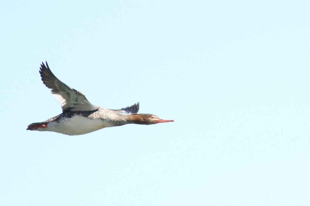 Хумхин бохио - ML631447867