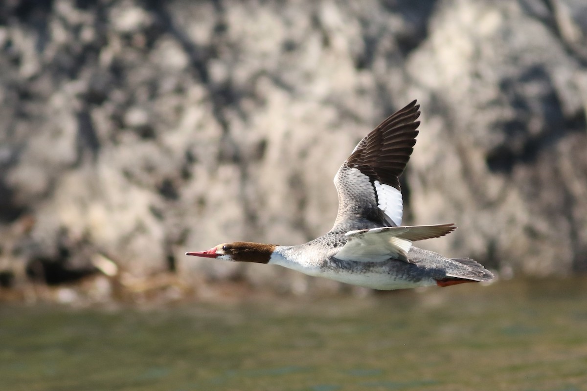 Хумхин бохио - ML631447868