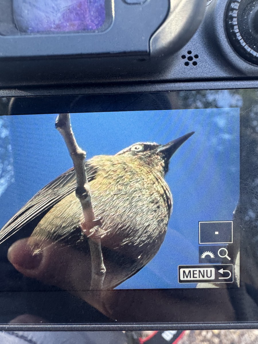 Rusty Blackbird - ML631447963