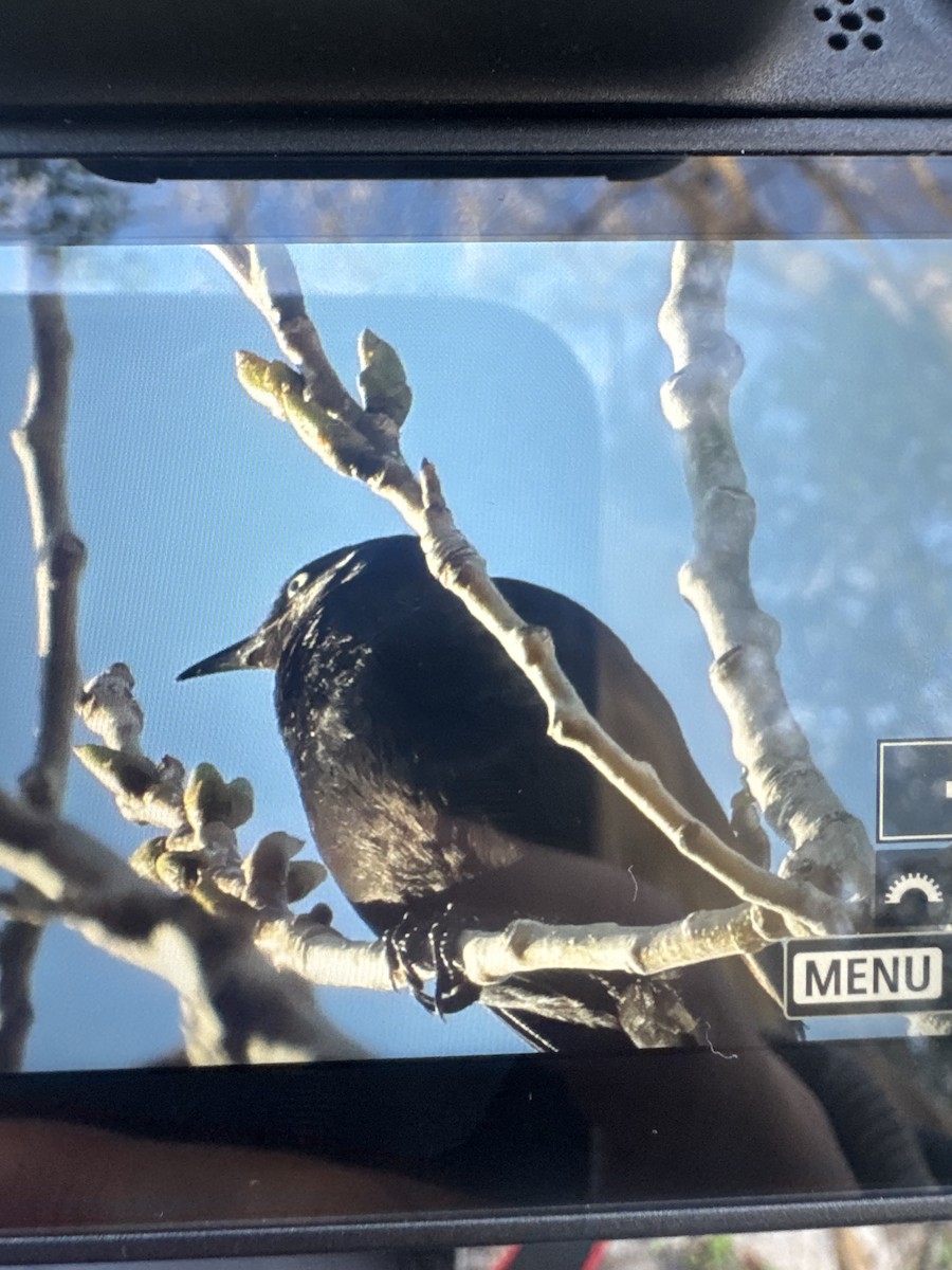 Rusty Blackbird - ML631447964