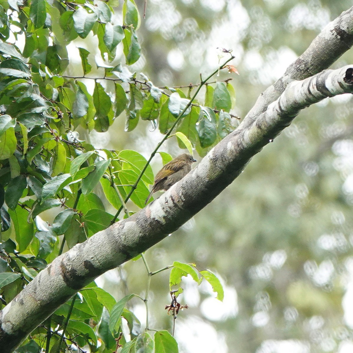 Lesser Honeyguide (Thick-billed) - ML631448007