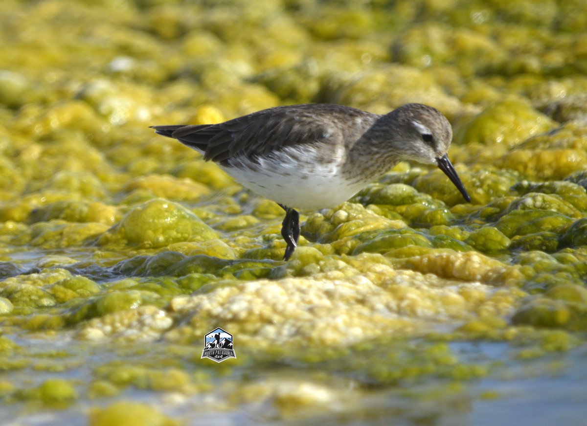 Baird's Sandpiper - ML631448722