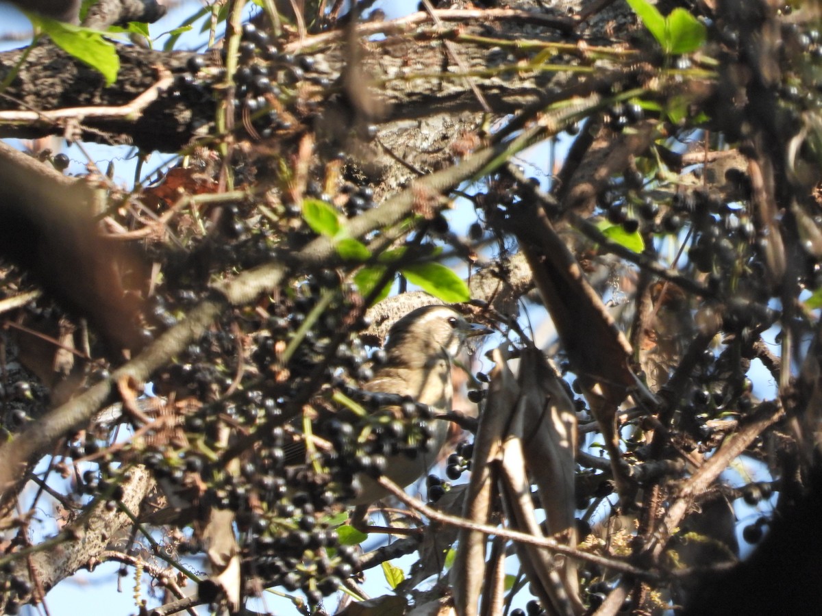 Merle obscur - ML631448992