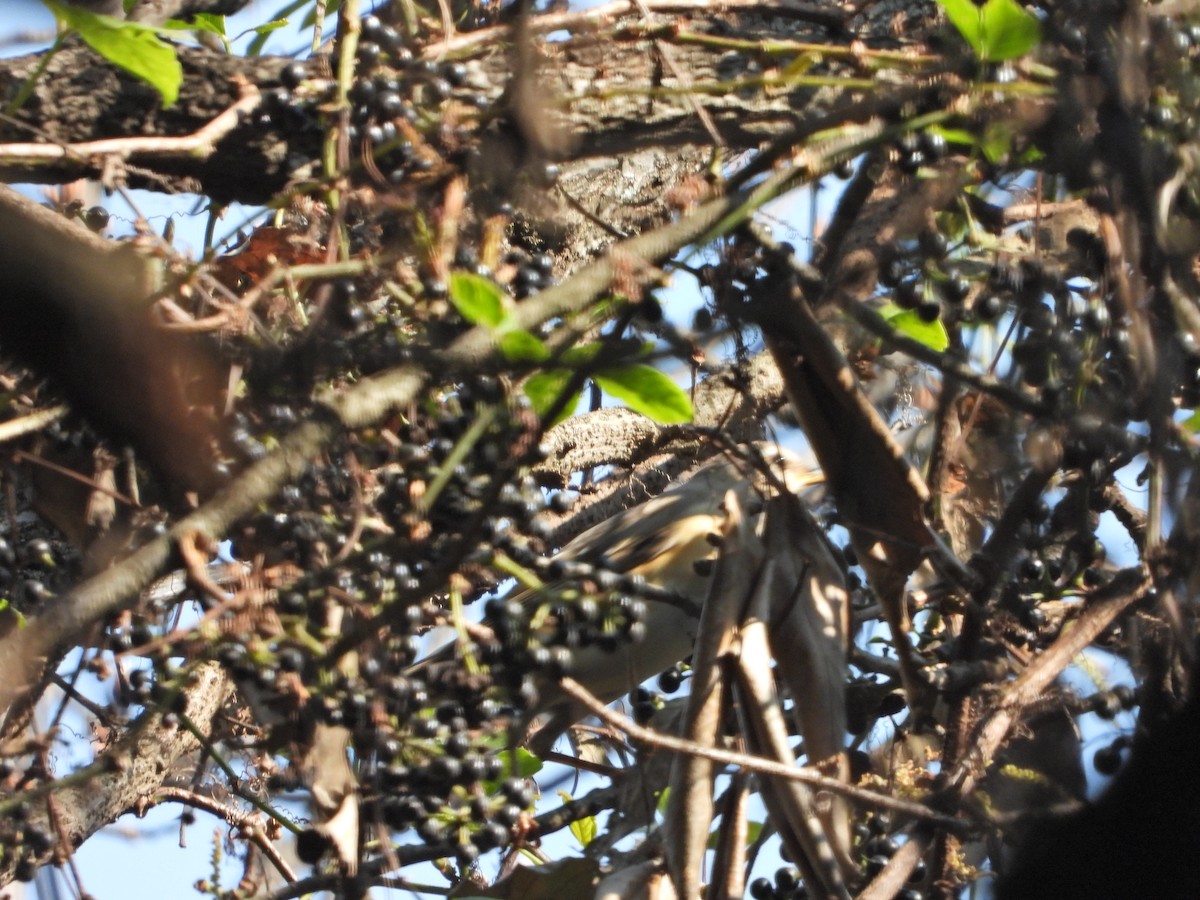 Merle obscur - ML631448993