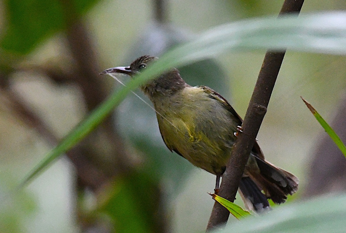 Van Hasselt's Sunbird - ML631449144