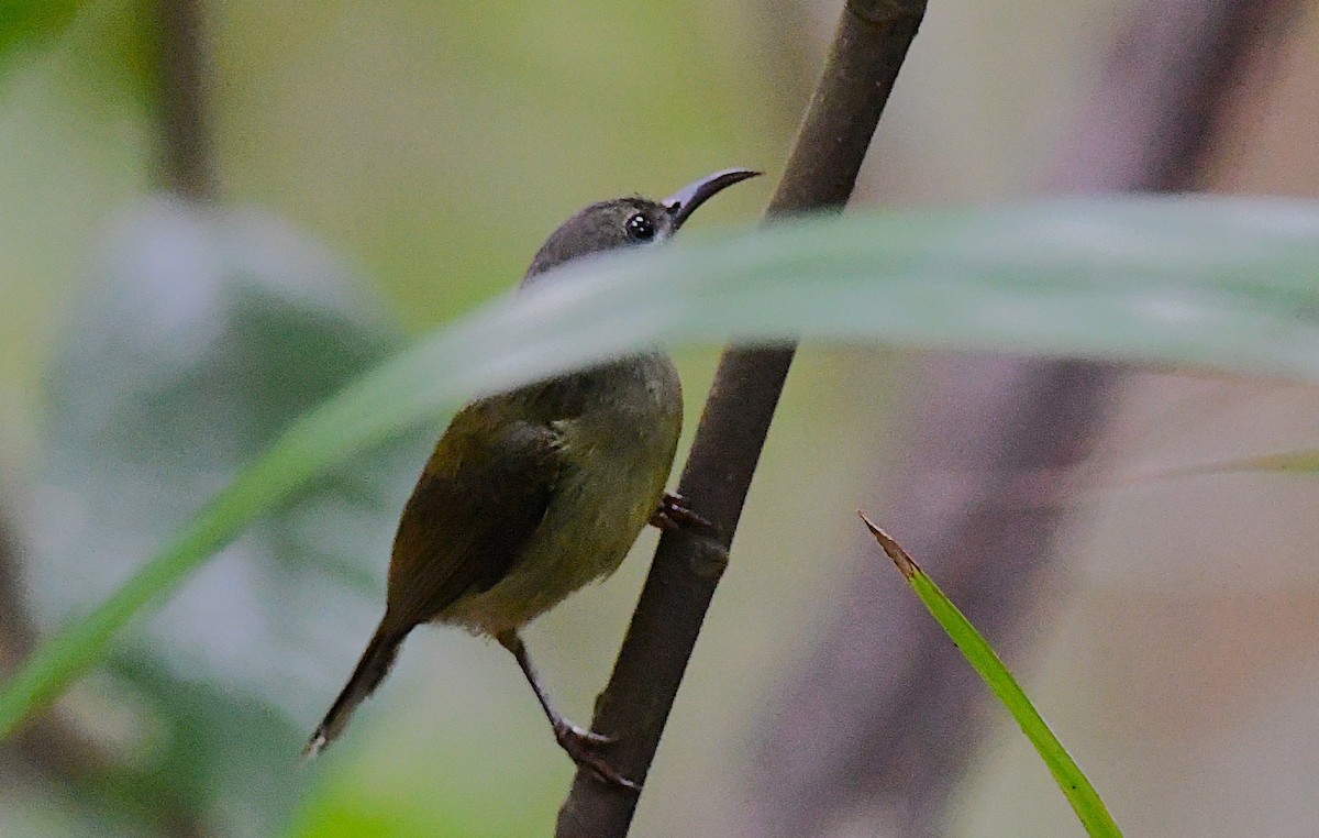 Van Hasselt's Sunbird - ML631449151