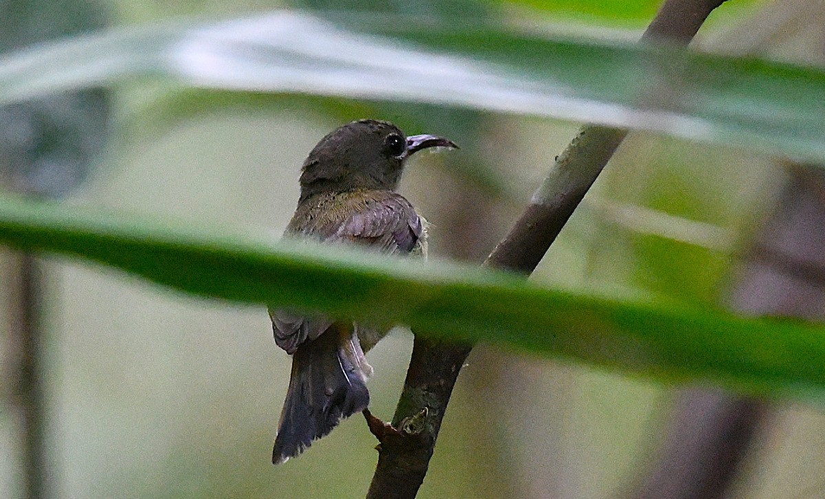 Van Hasselt's Sunbird - ML631449159