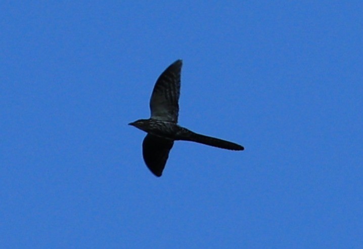 Long-tailed Koel - ML631449227