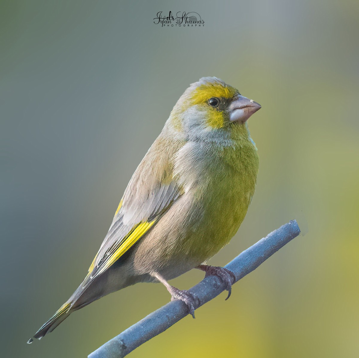 European Greenfinch - ML631449367