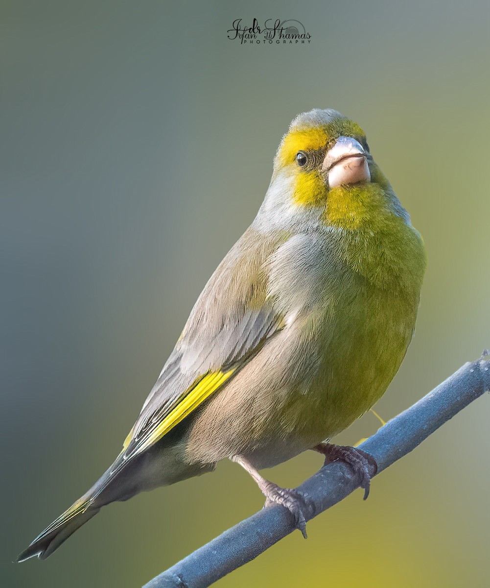 European Greenfinch - ML631449368