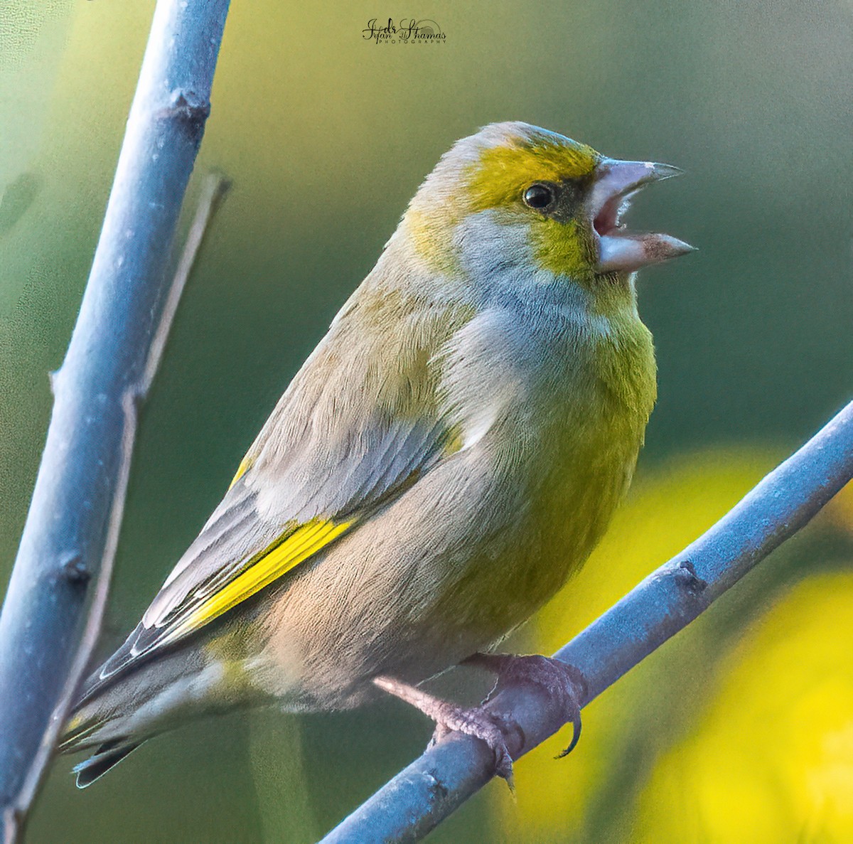 European Greenfinch - ML631449369