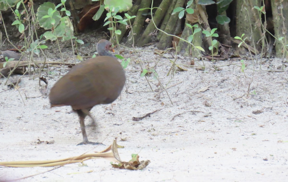 Philippine Megapode - ML631449406