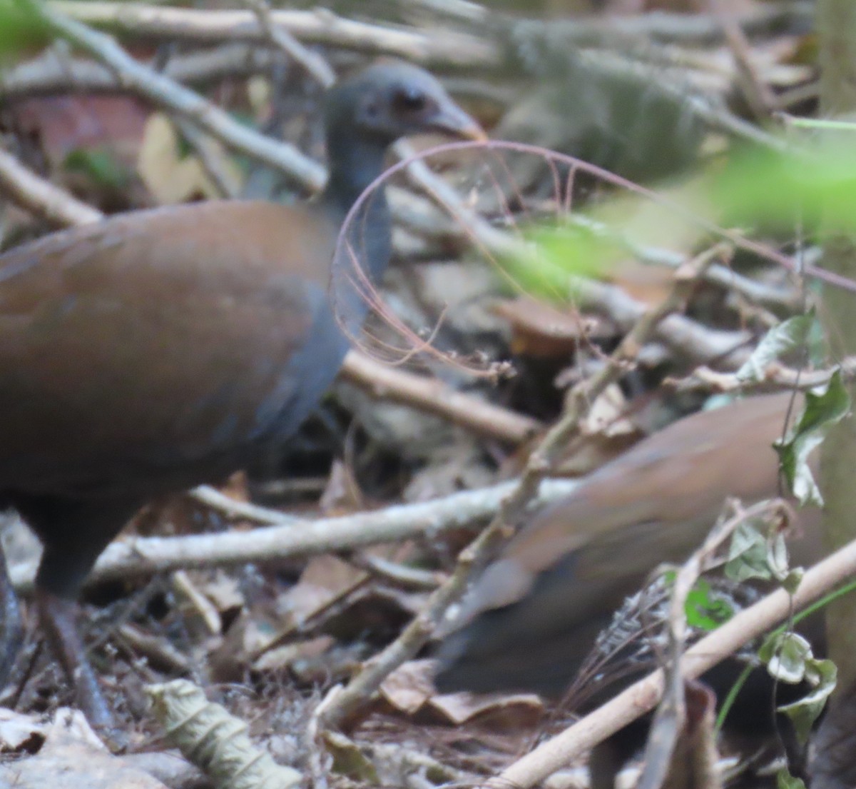 Philippine Megapode - ML631449408