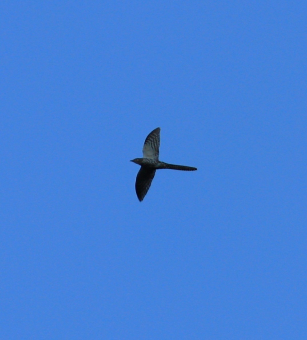 Long-tailed Koel - ML631449416