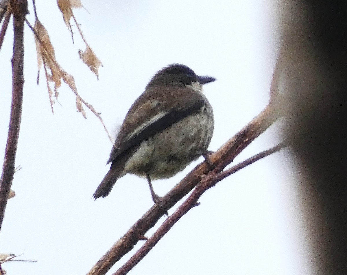 Polynesian Starling - ML631449423