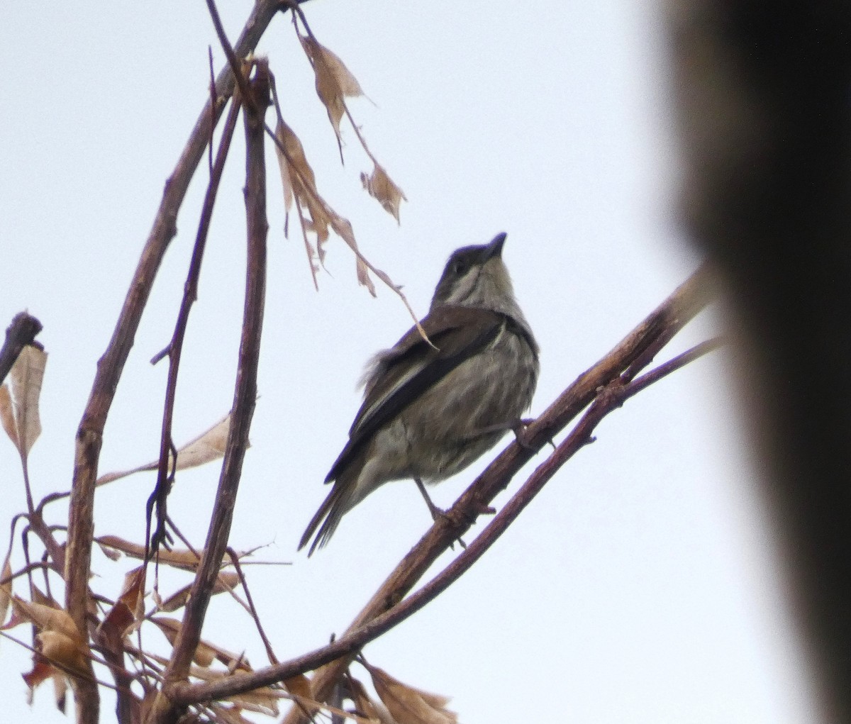 Polynesian Starling - ML631449424