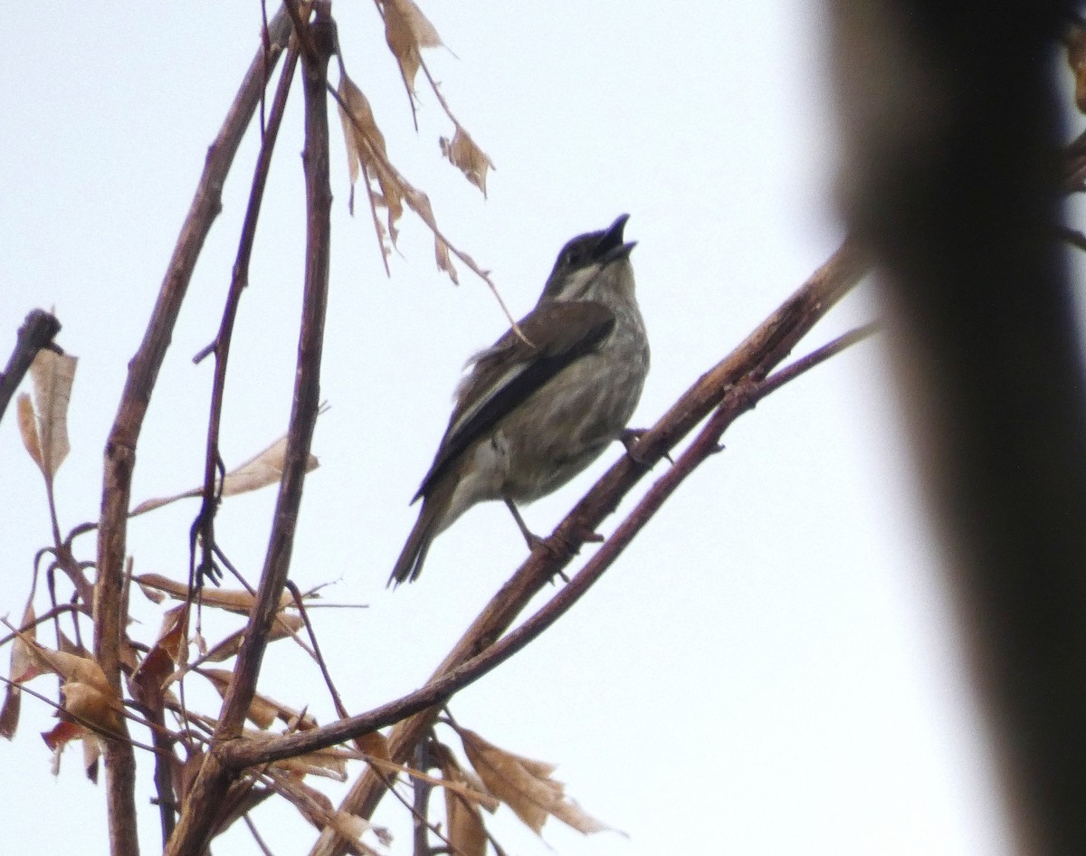 Polynesian Starling - ML631449425