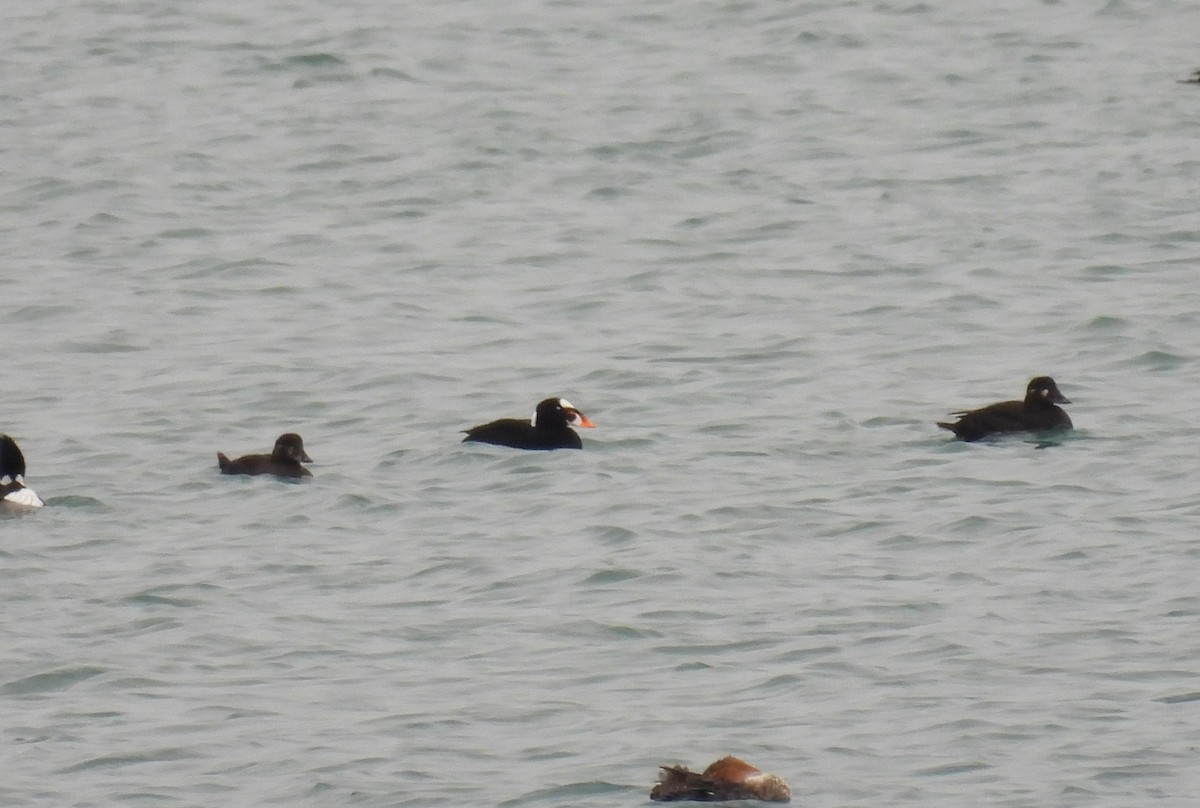 Surf Scoter - ML631449532