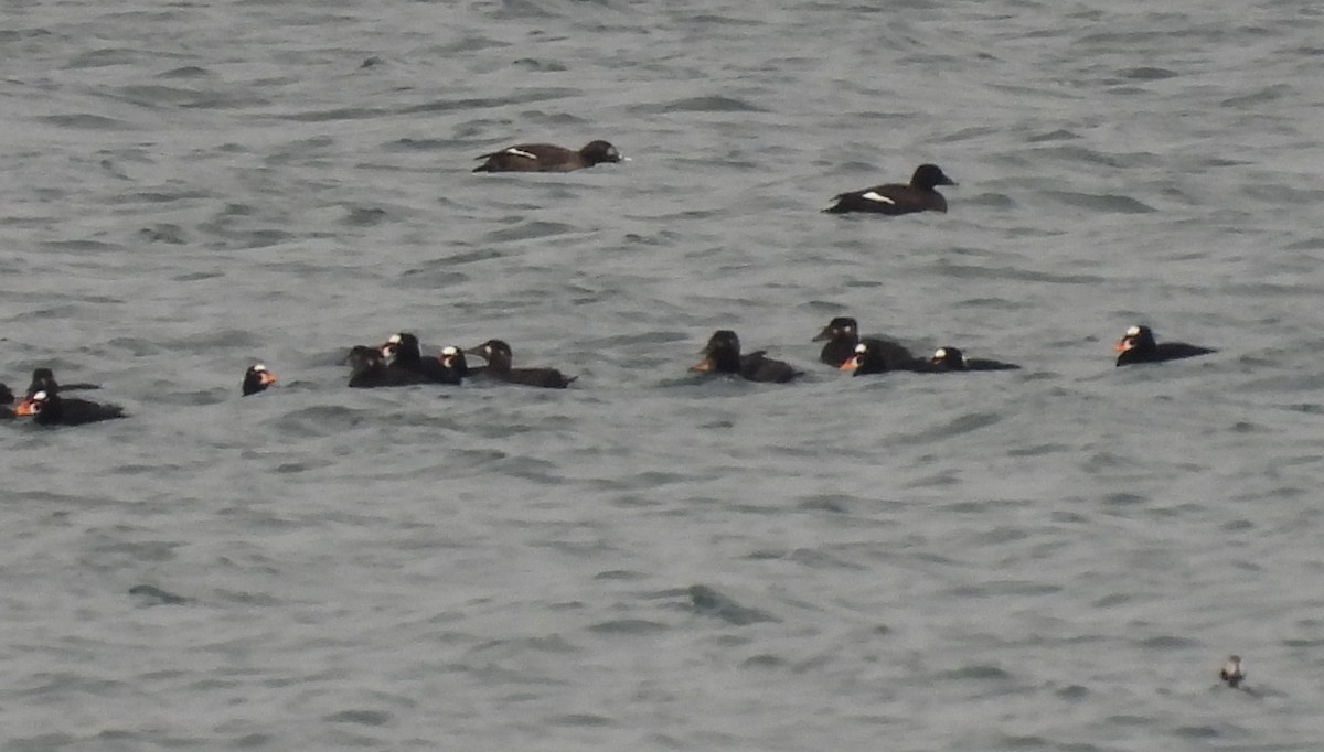 Surf Scoter - ML631449565