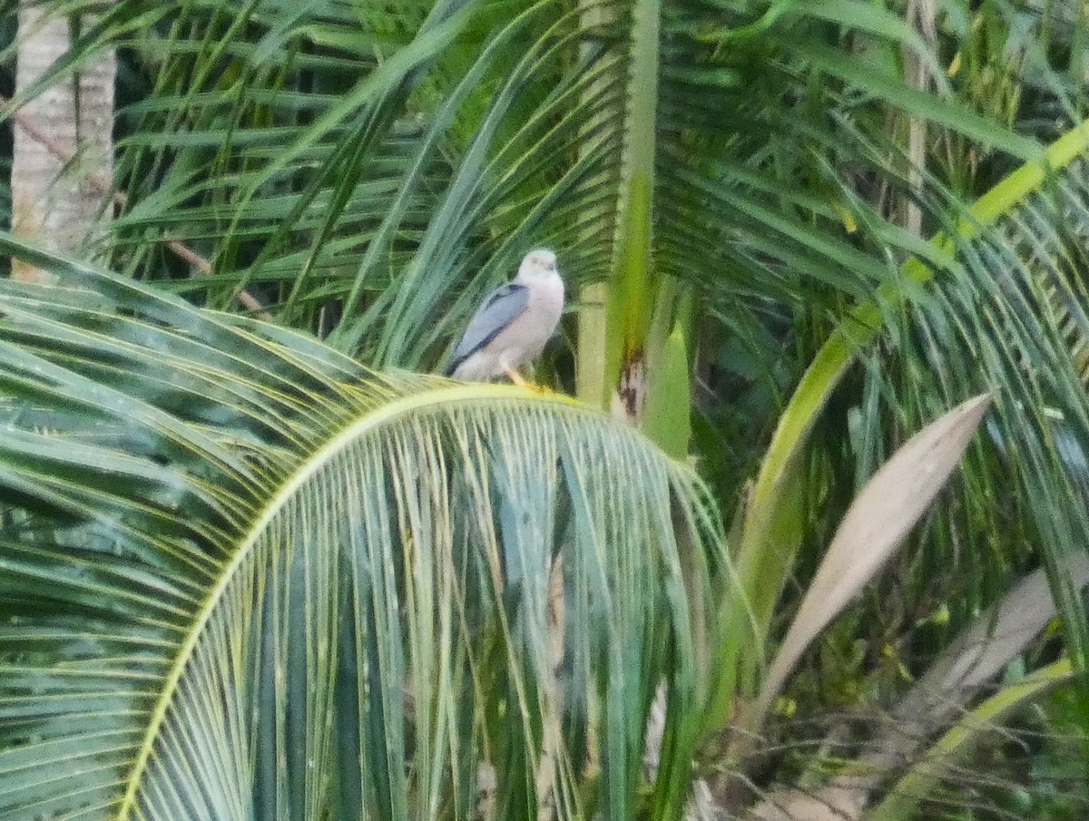 Fiji Goshawk - ML631449570