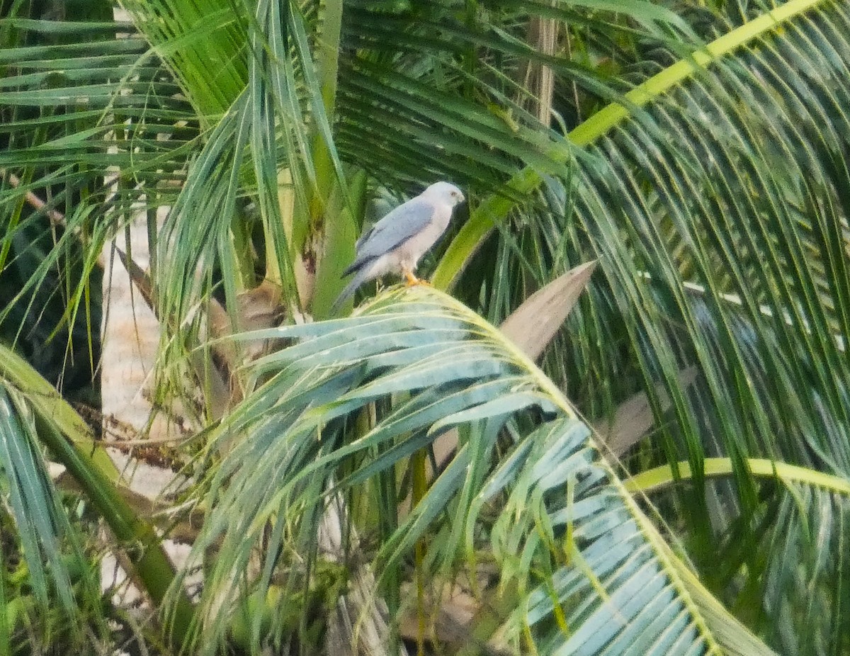 Fiji Goshawk - ML631449571