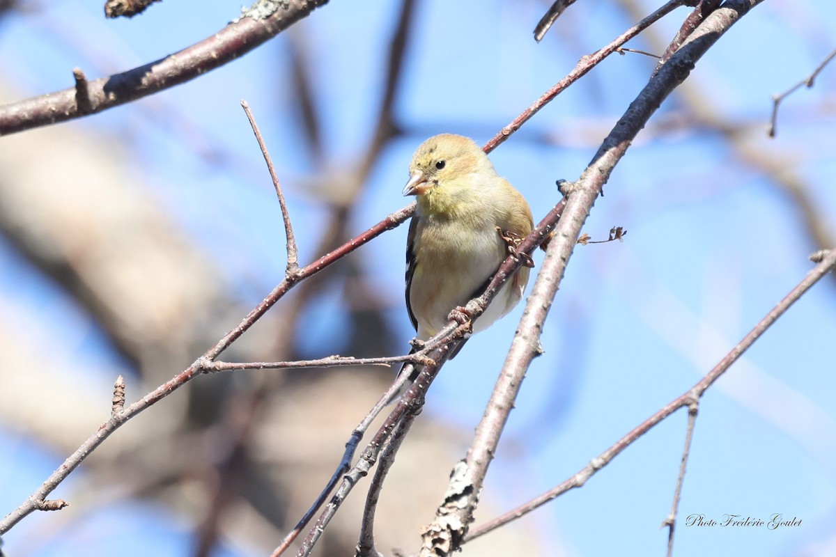 American Goldfinch - ML631449590