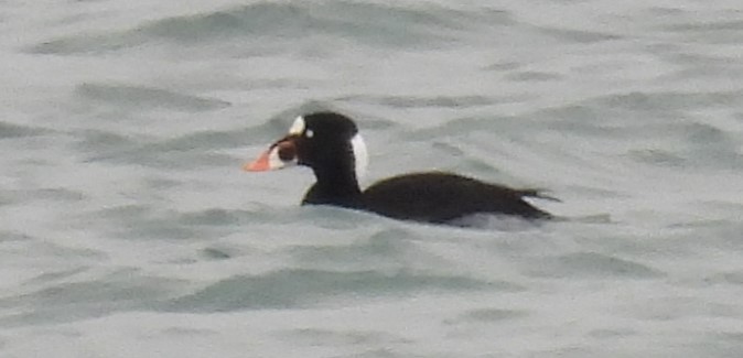 Surf Scoter - ML631449731