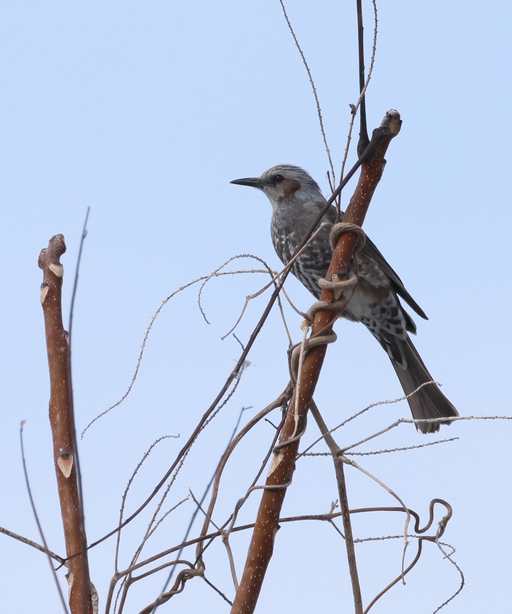 Bulbul à oreillons bruns - ML631449828