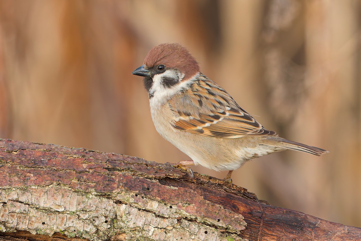 Eurasian Tree Sparrow - ML631449829