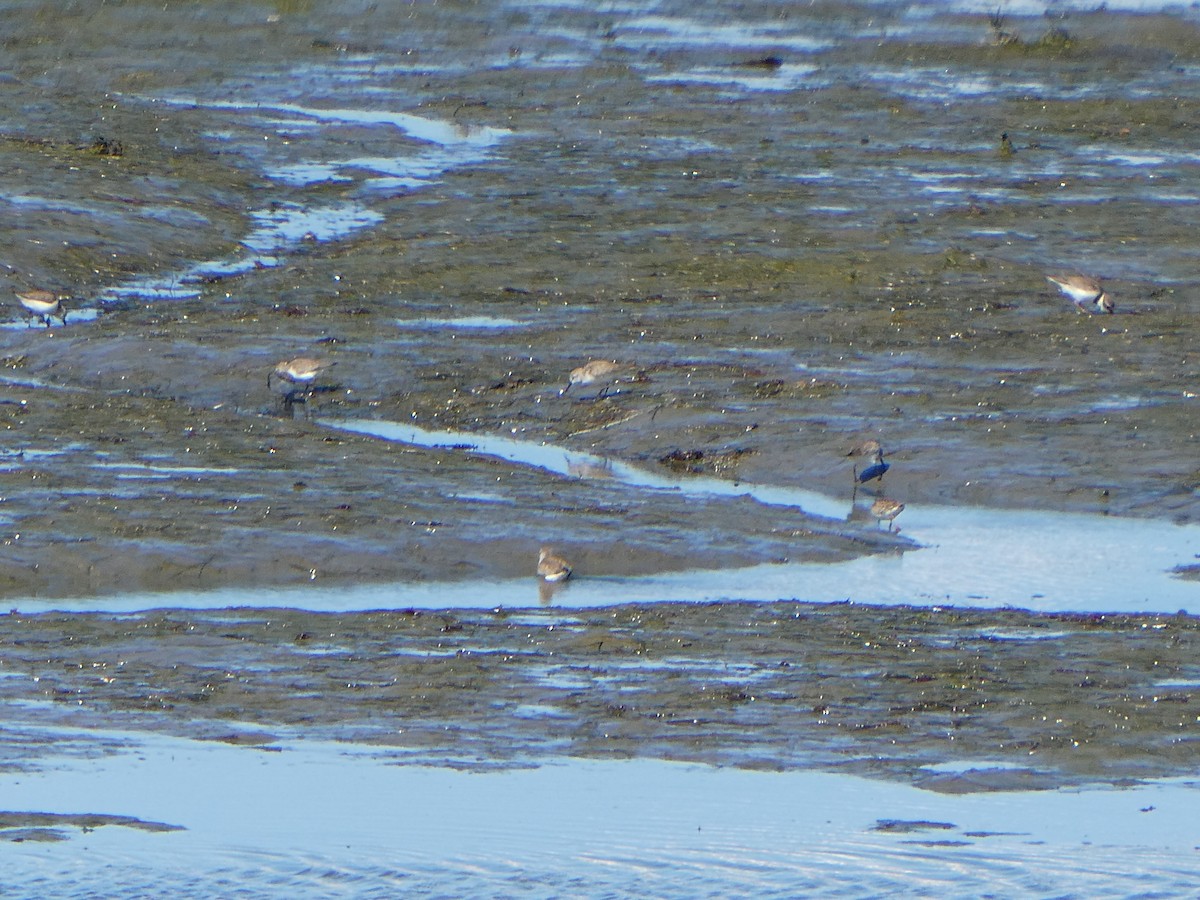 Western Sandpiper - ML631450026