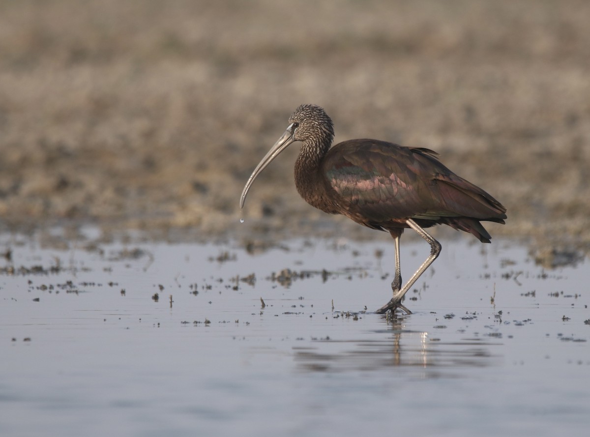 Glossy Ibis - ML631450140