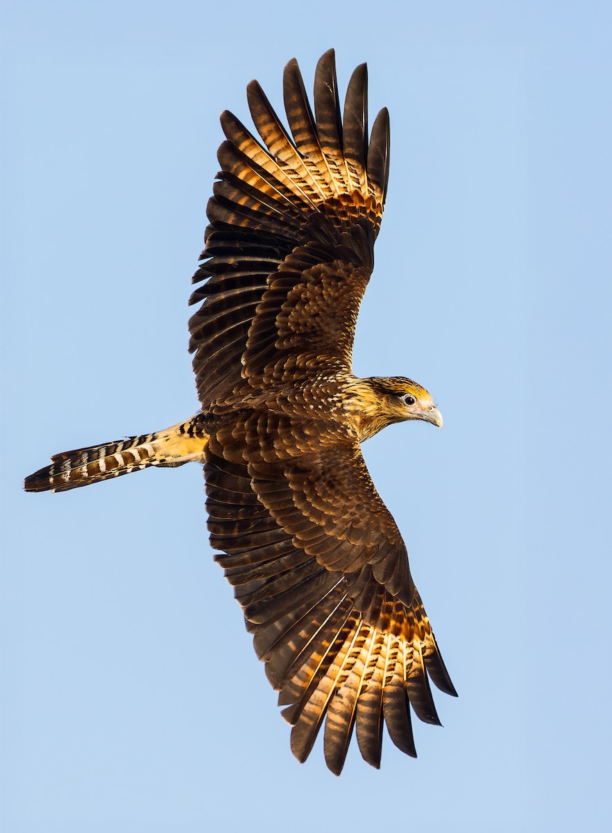 Yellow-headed Caracara - ML631450217
