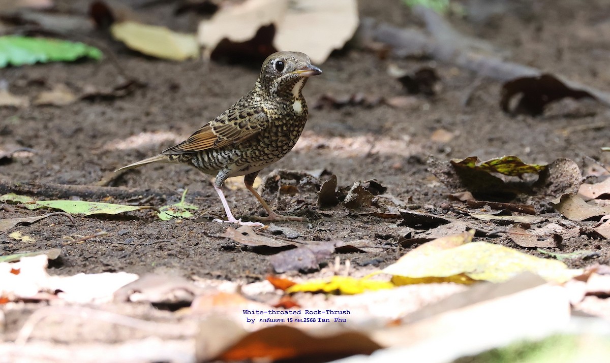 White-throated Rock-Thrush - ML631450379