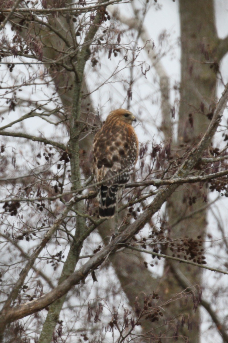 Red-shouldered Hawk - ML631450600