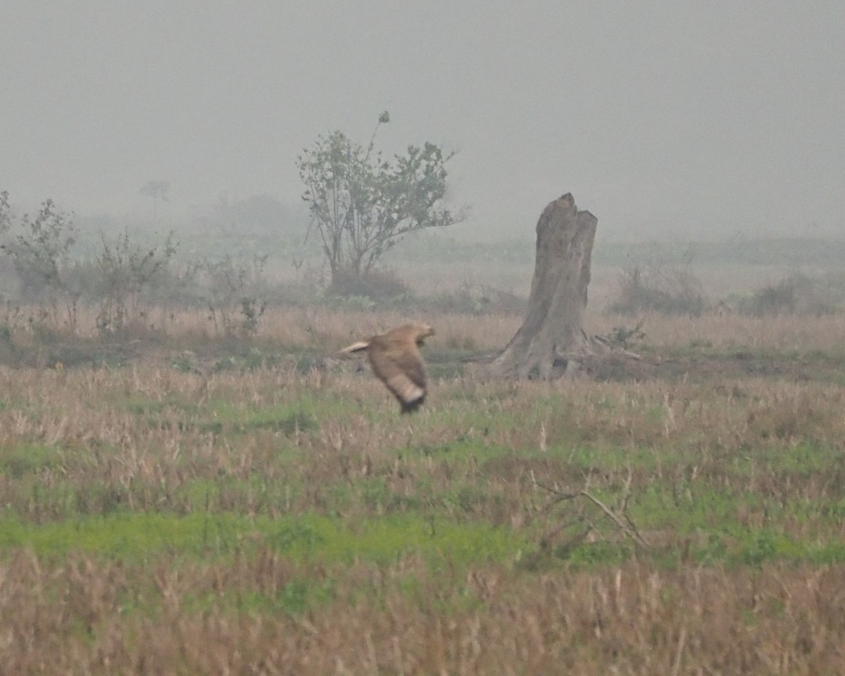 Long-legged Buzzard - ML631450658