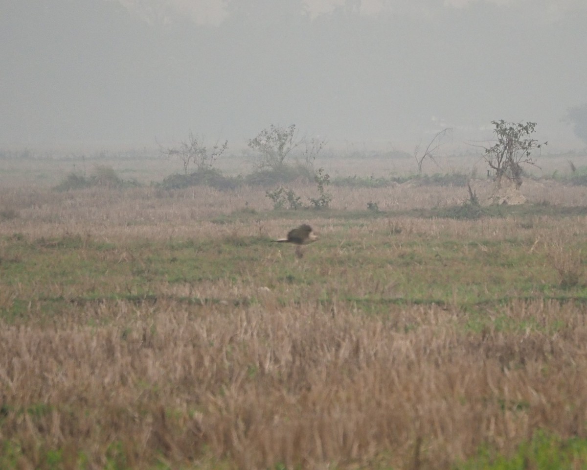 Long-legged Buzzard - ML631450667