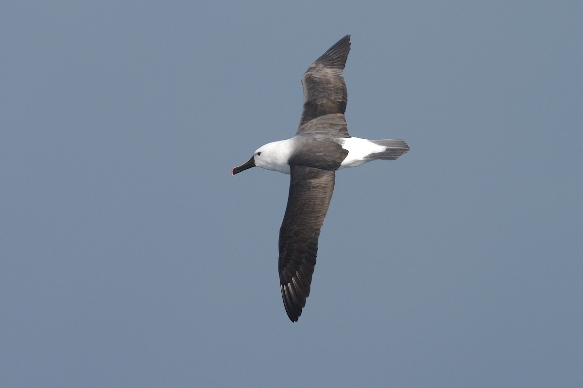albatros Carterův - ML631450824
