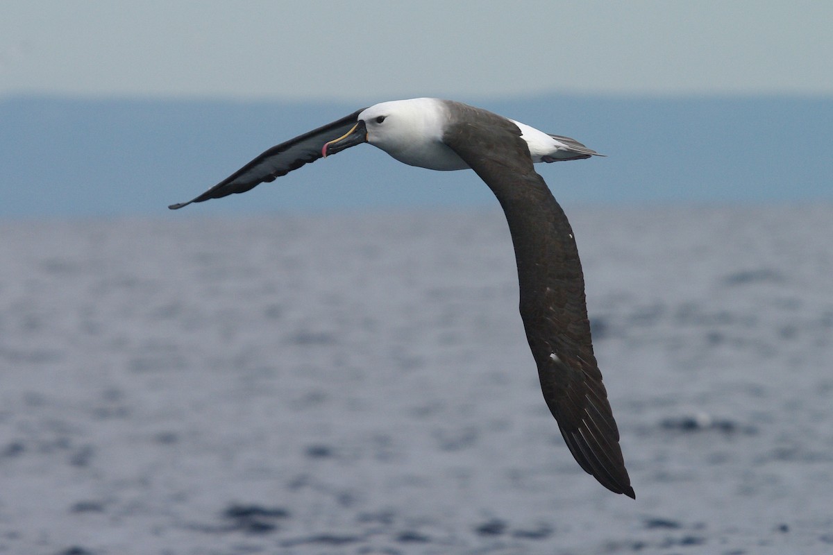 albatros Carterův - ML631450825