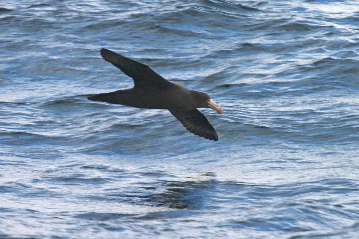 buřňák Hallův - ML631450844