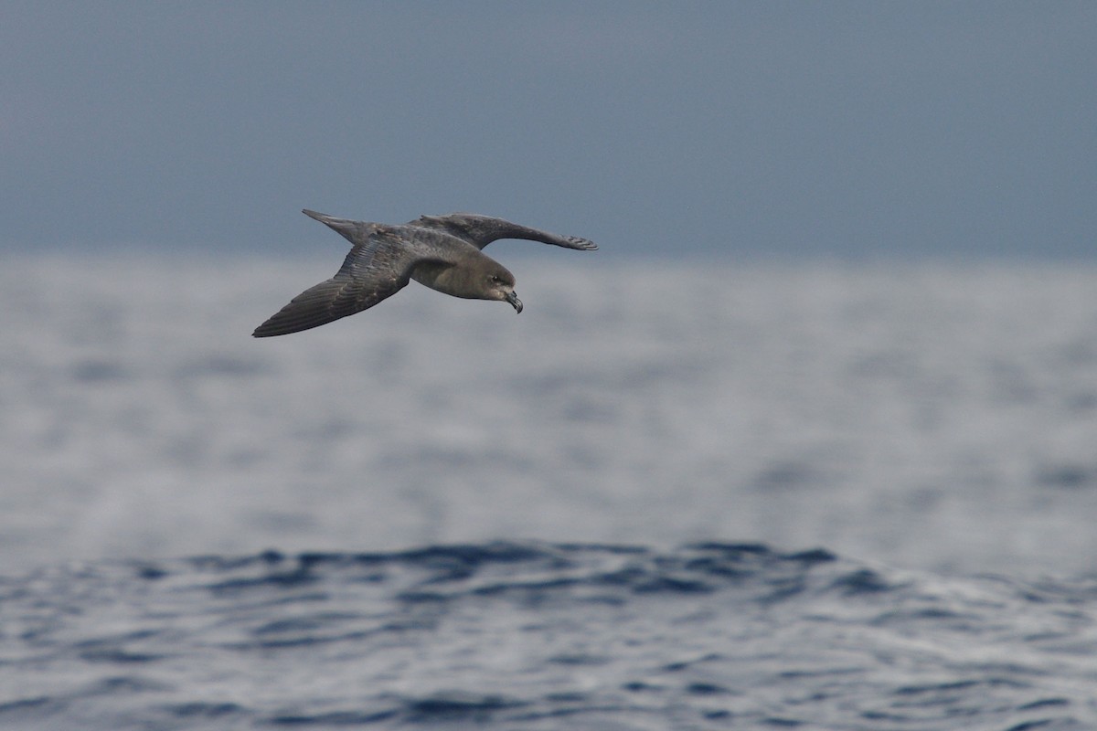 buřňák hnědohlavý - ML631450880