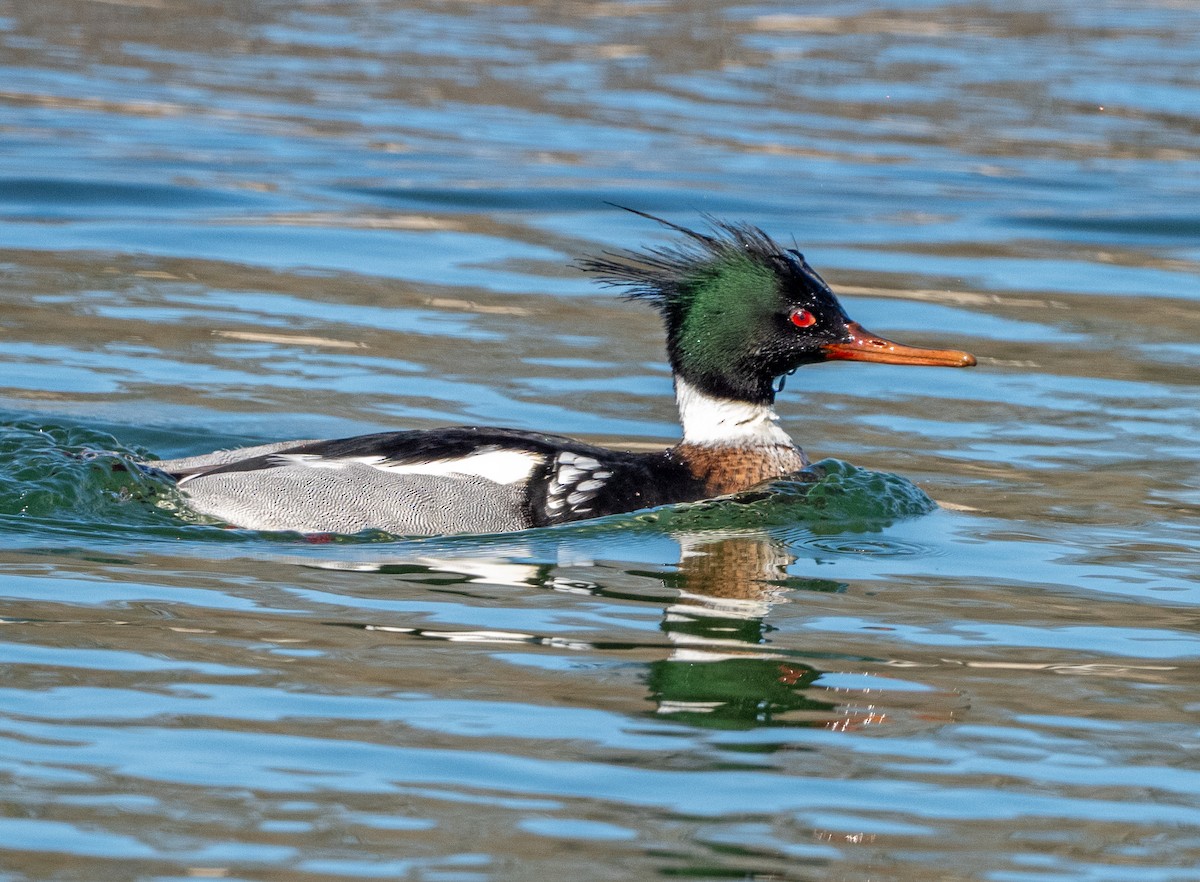 Red-breasted Merganser - ML631450889