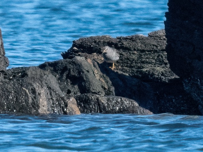 Purple Sandpiper - ML631450923