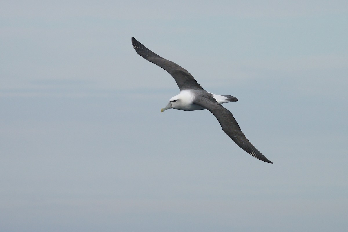 albatros šelfový - ML631450986