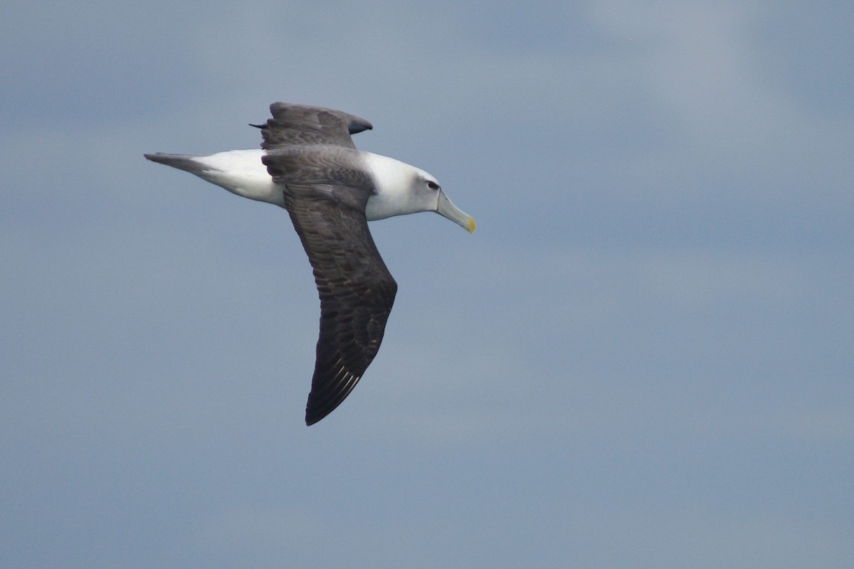 albatros šelfový - ML631451012