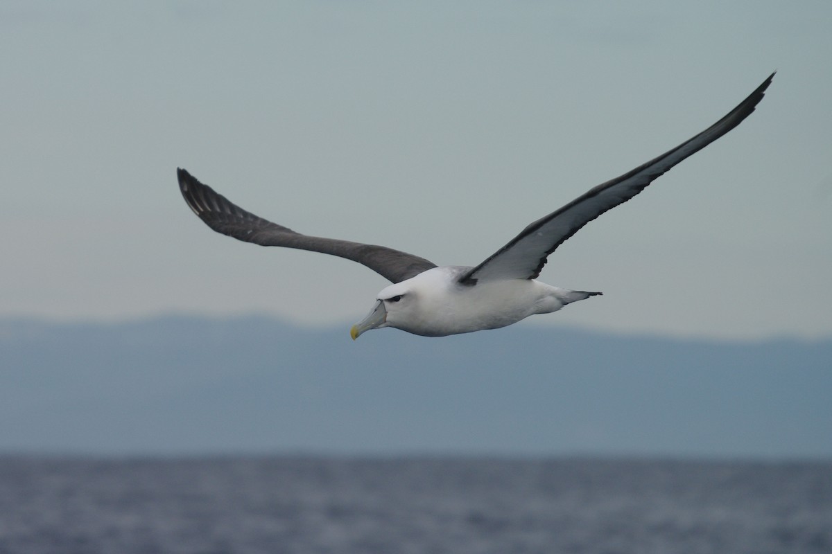 albatros šelfový - ML631451013