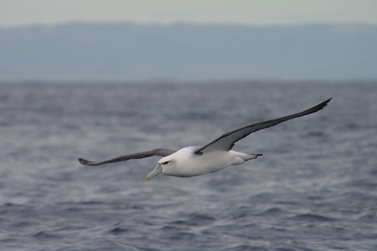 albatros šelfový - ML631451014