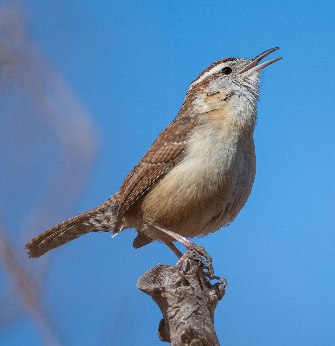 Carolina Wren - ML631451088