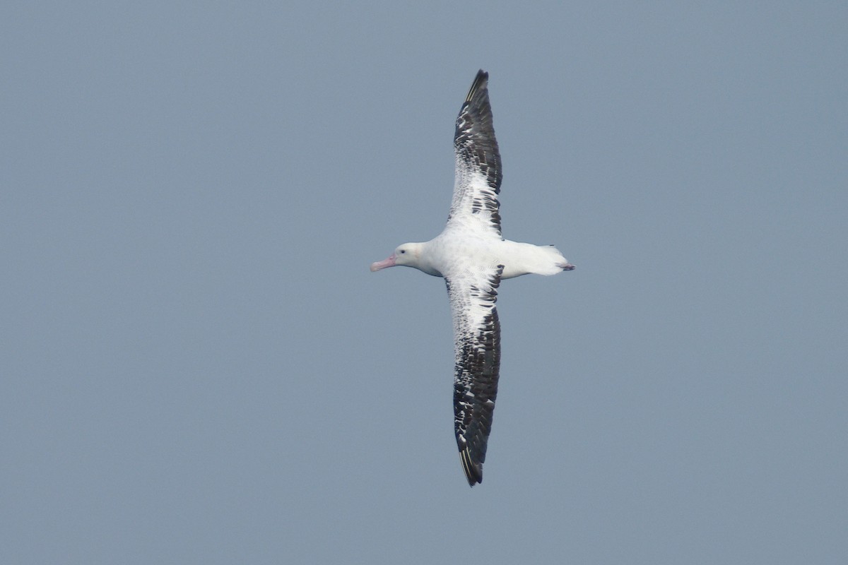 albatros stěhovavý - ML631451133