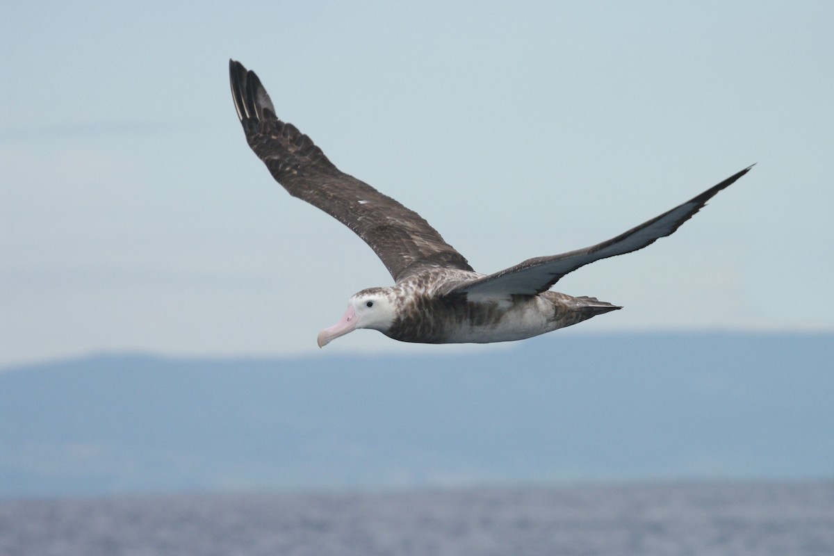 albatros stěhovavý - ML631451134